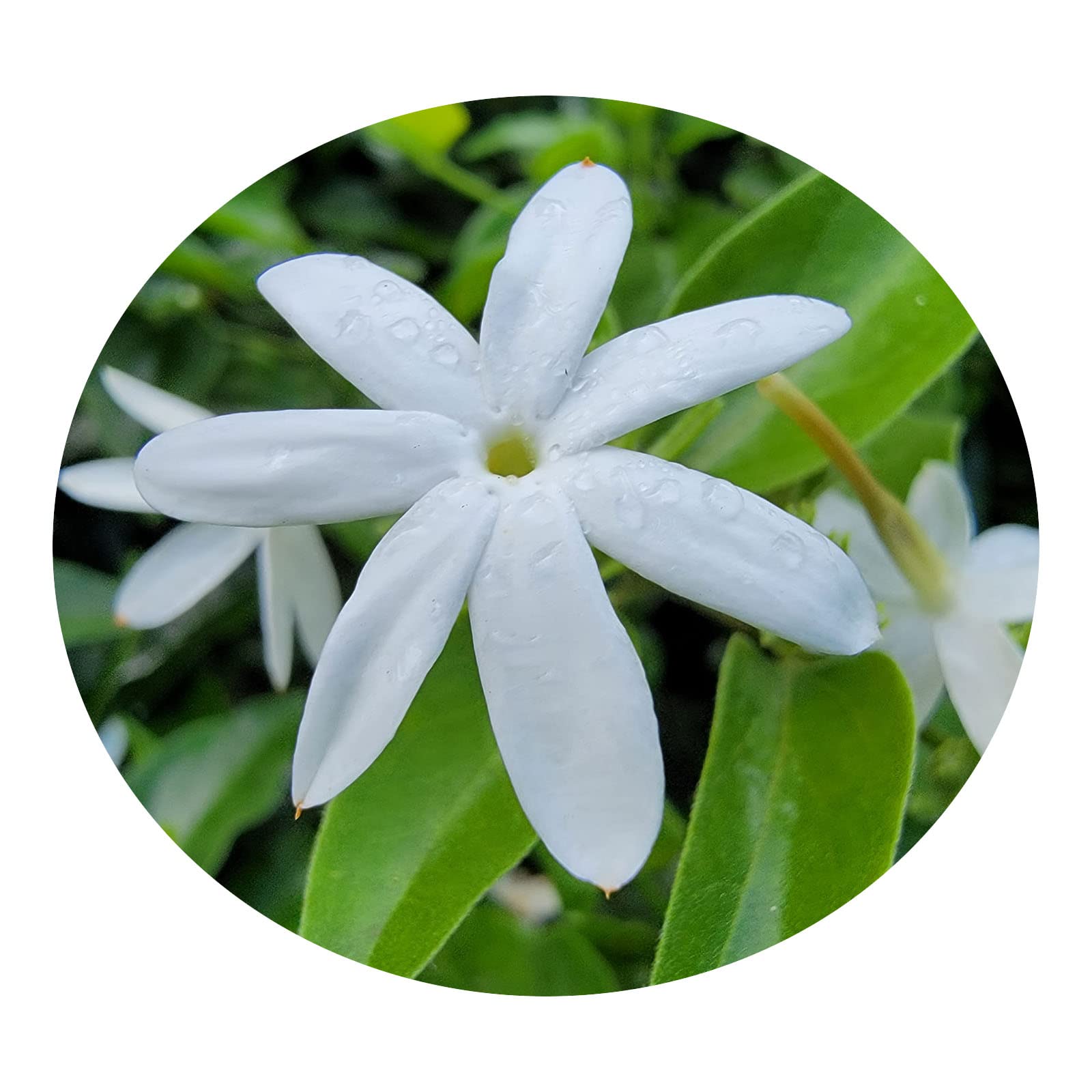 Amazon.com : Downy Jasmine - Jasminum multiflorum - Live Plant